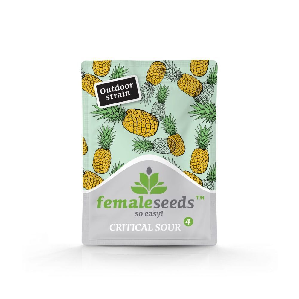 Female Seeds Critical Sour feminisierte Hanfsamen Verpackung