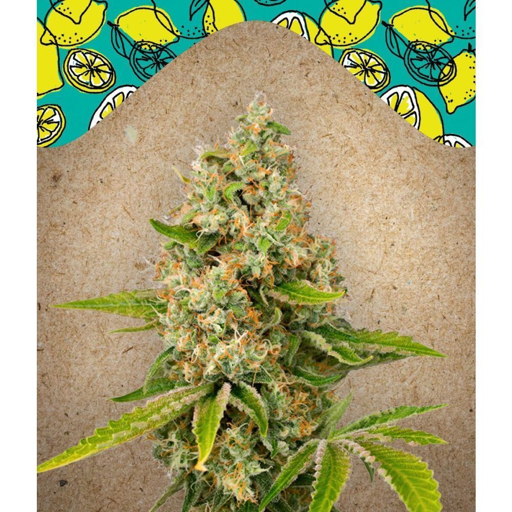 Female Seeds Lemon Kush Feminisierte Hanfsamen