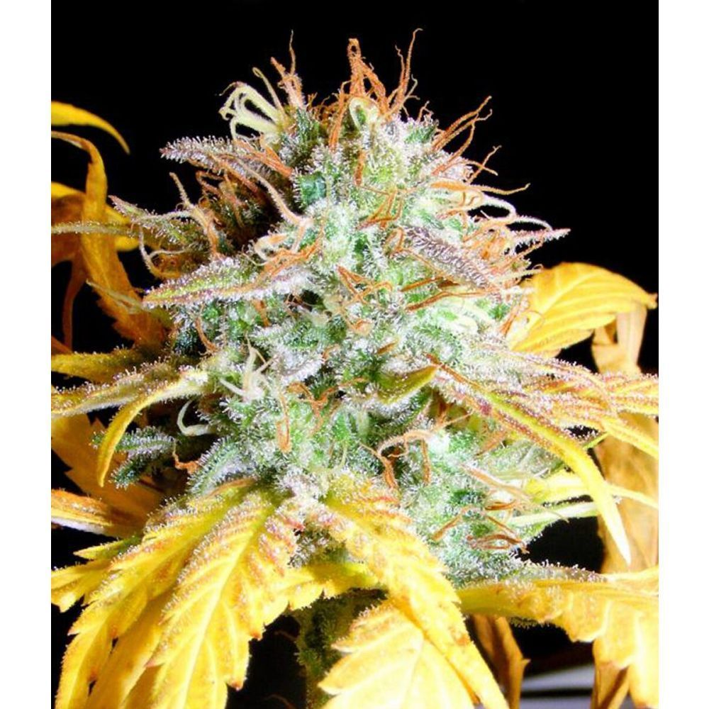 Female Seeds Lemon Kush Feminisierte Hanfsamen