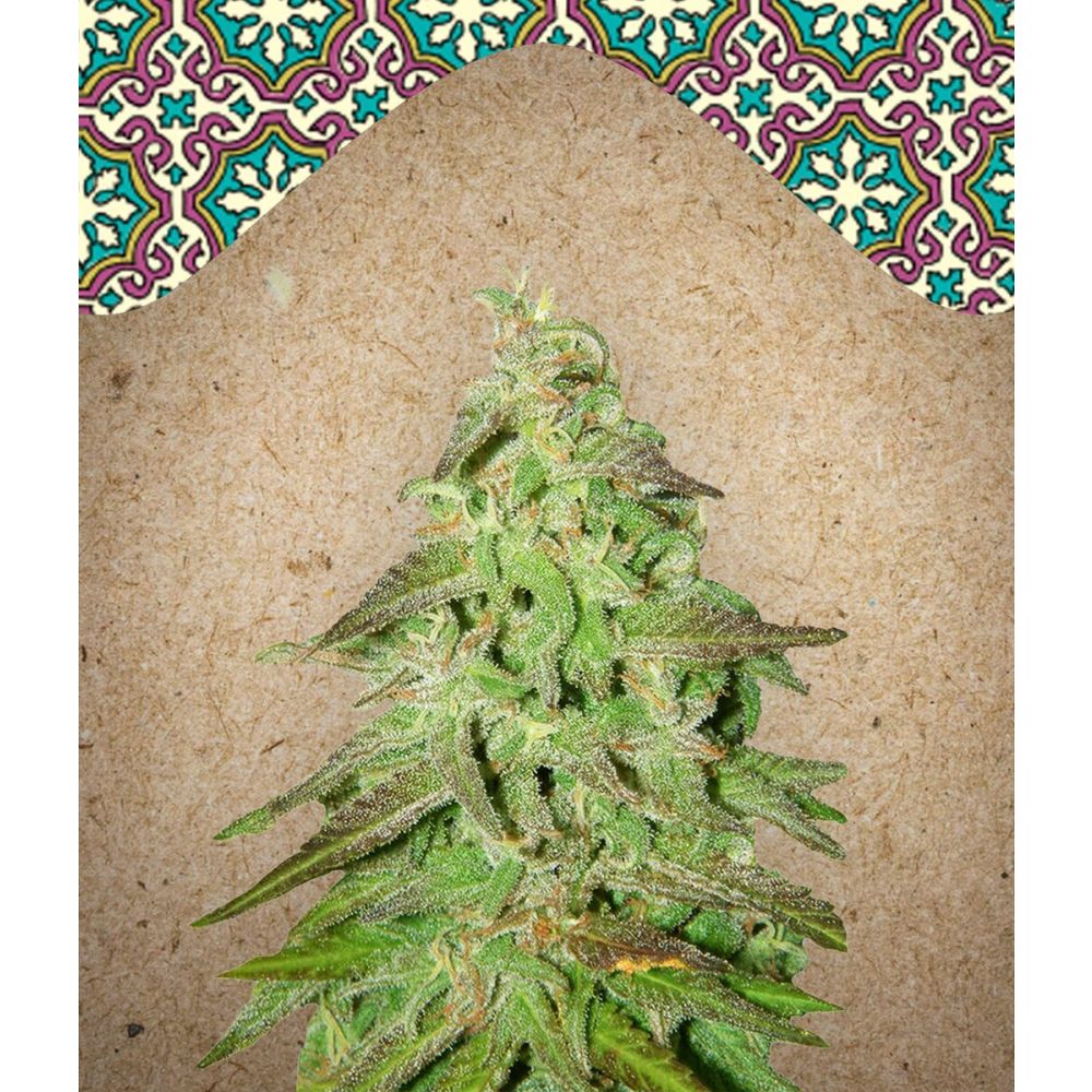 Female Seed White Maroc Feminisierte Hanfsamen