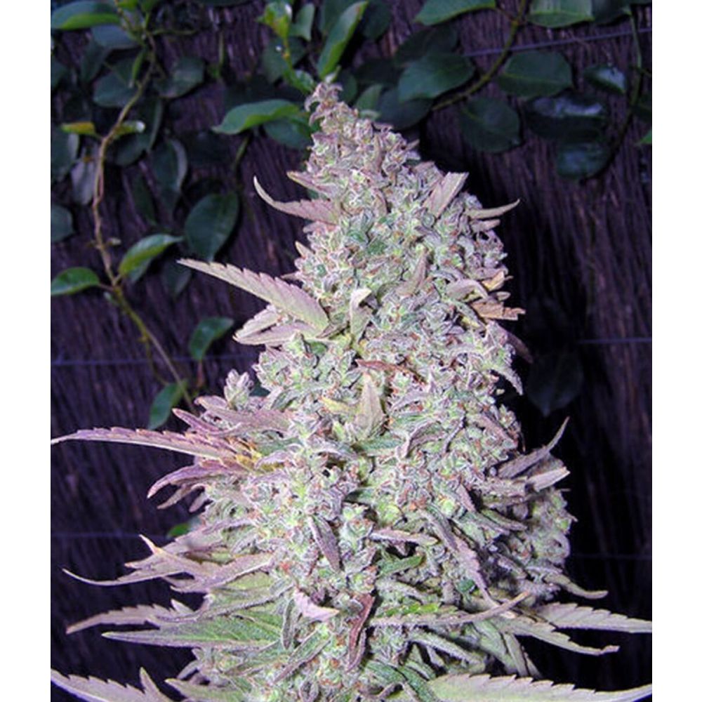 Female Seed White Maroc Feminisierte Hanfsamen