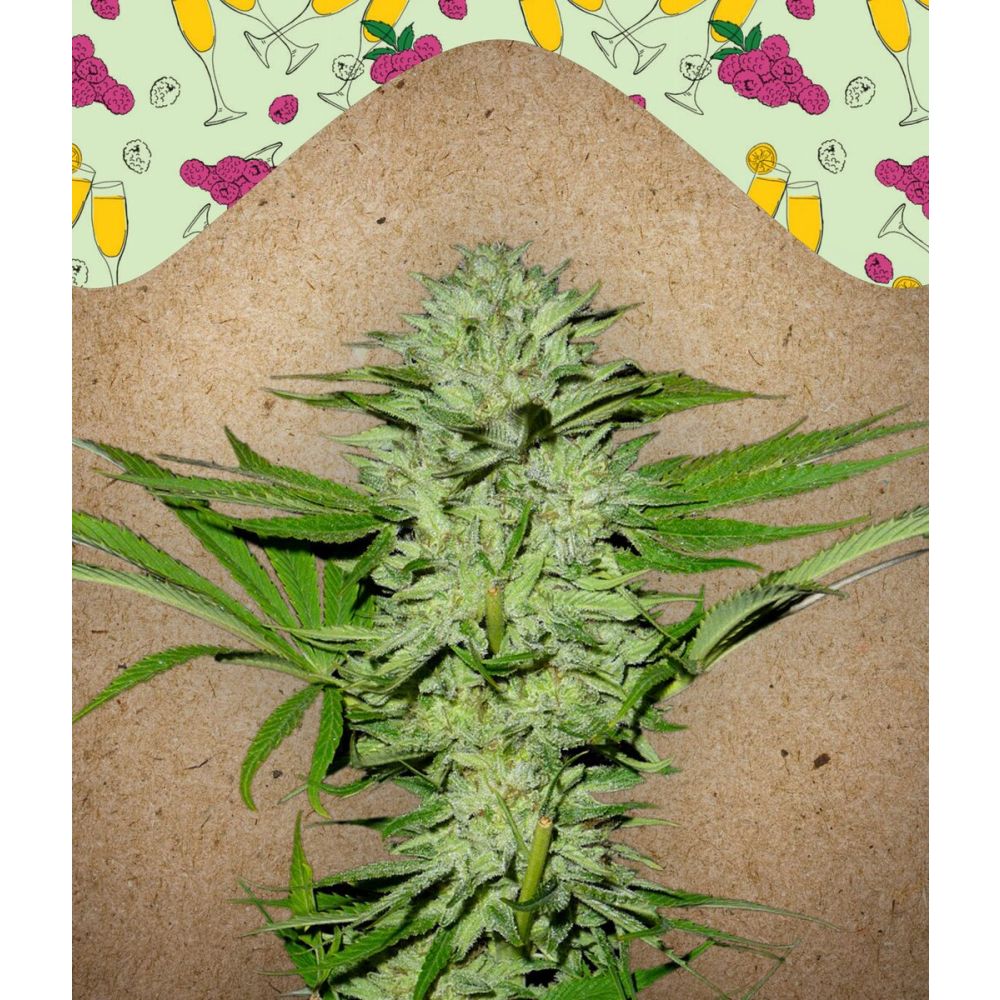 Female Seeds Mimosa Champagne feminisierte Hanfsamen