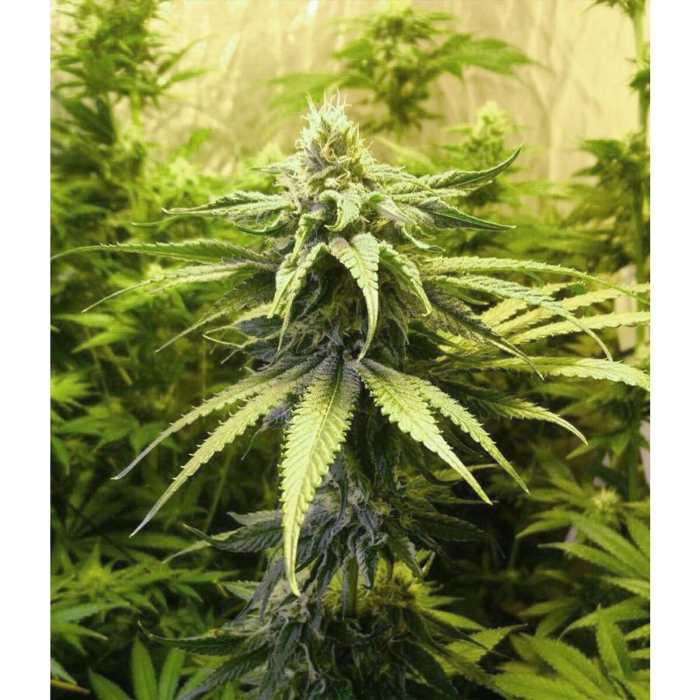 Female Seeds Mimosa Champagne feminisierte Hanfsamen