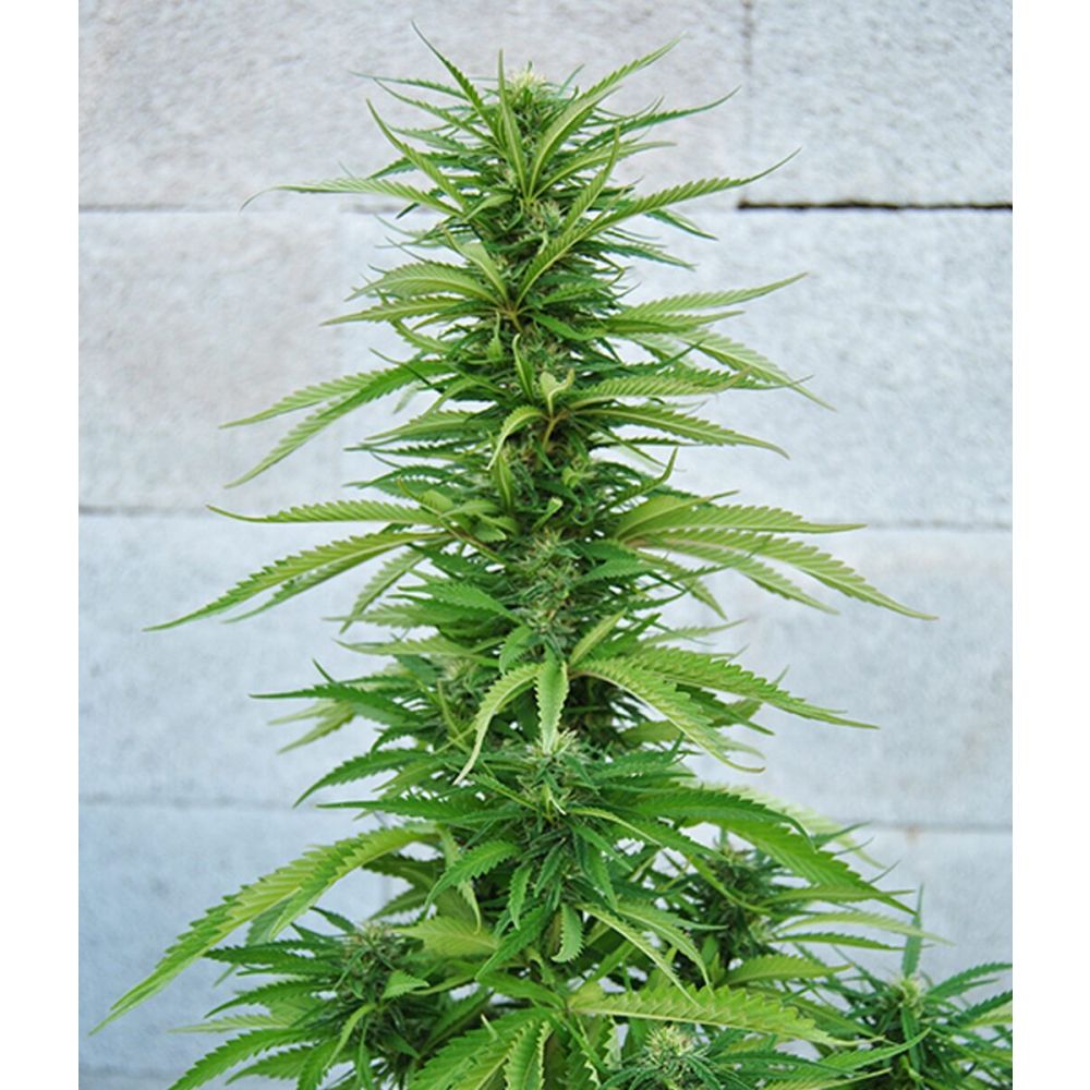 Female Seeds Outdoor Grapefruit Feminisierte Hanfsamen