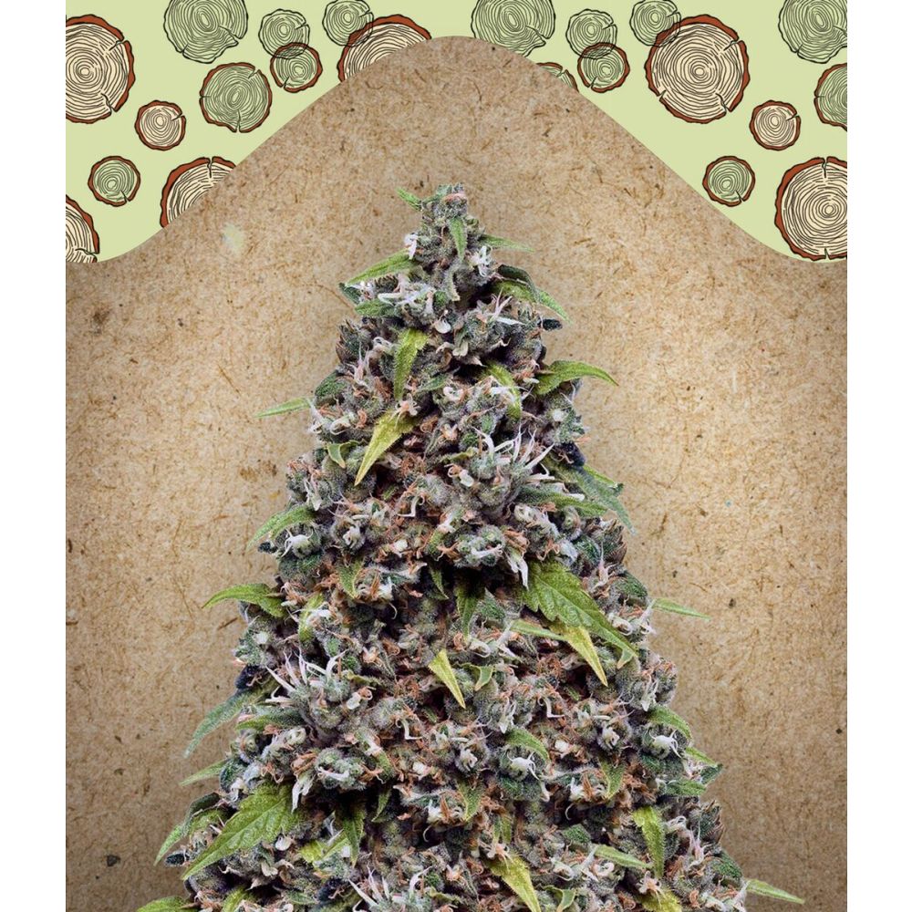 Female Seed Pure AK Feminisierte Hanfsamen