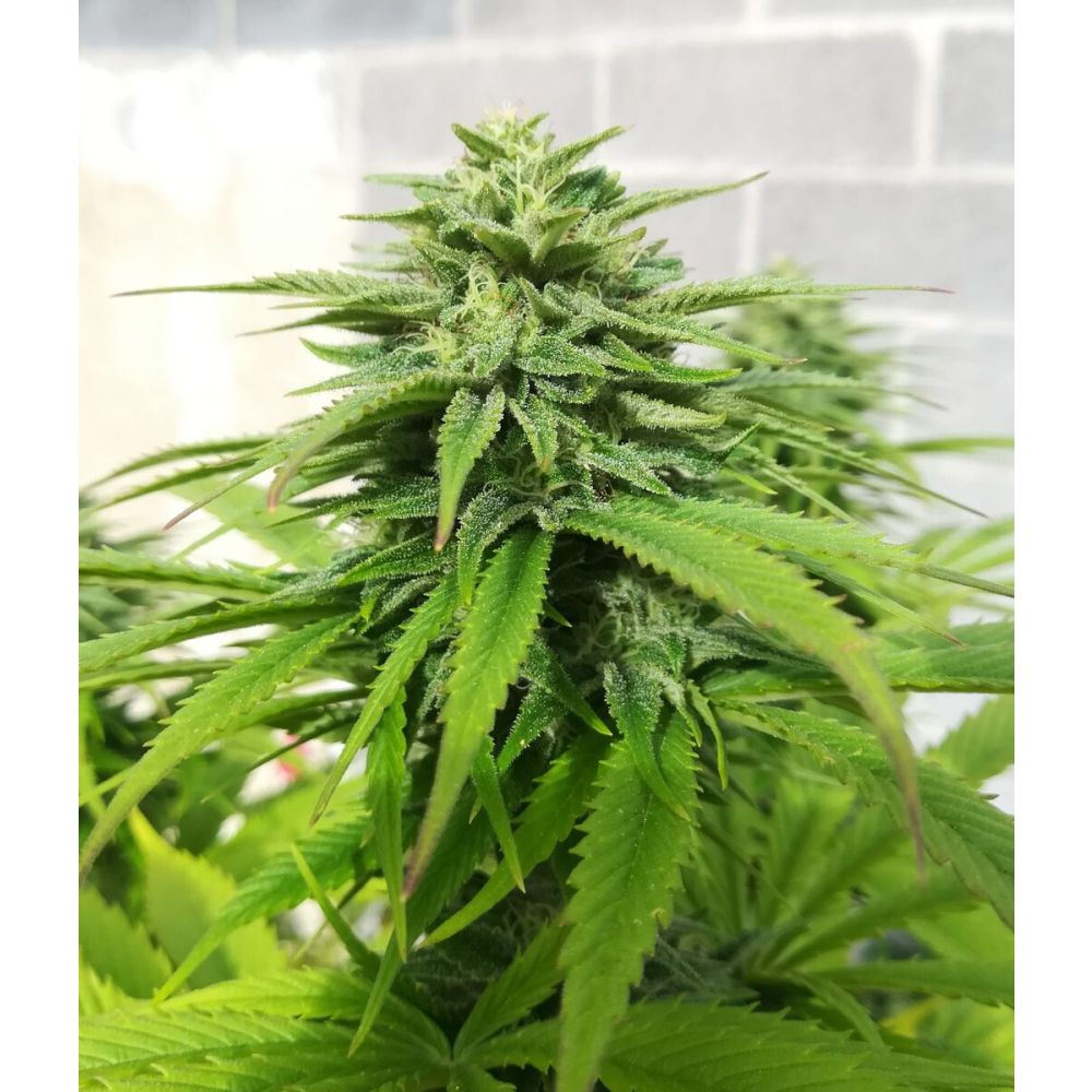 Female Seed Pure AK Feminisierte Hanfsamen