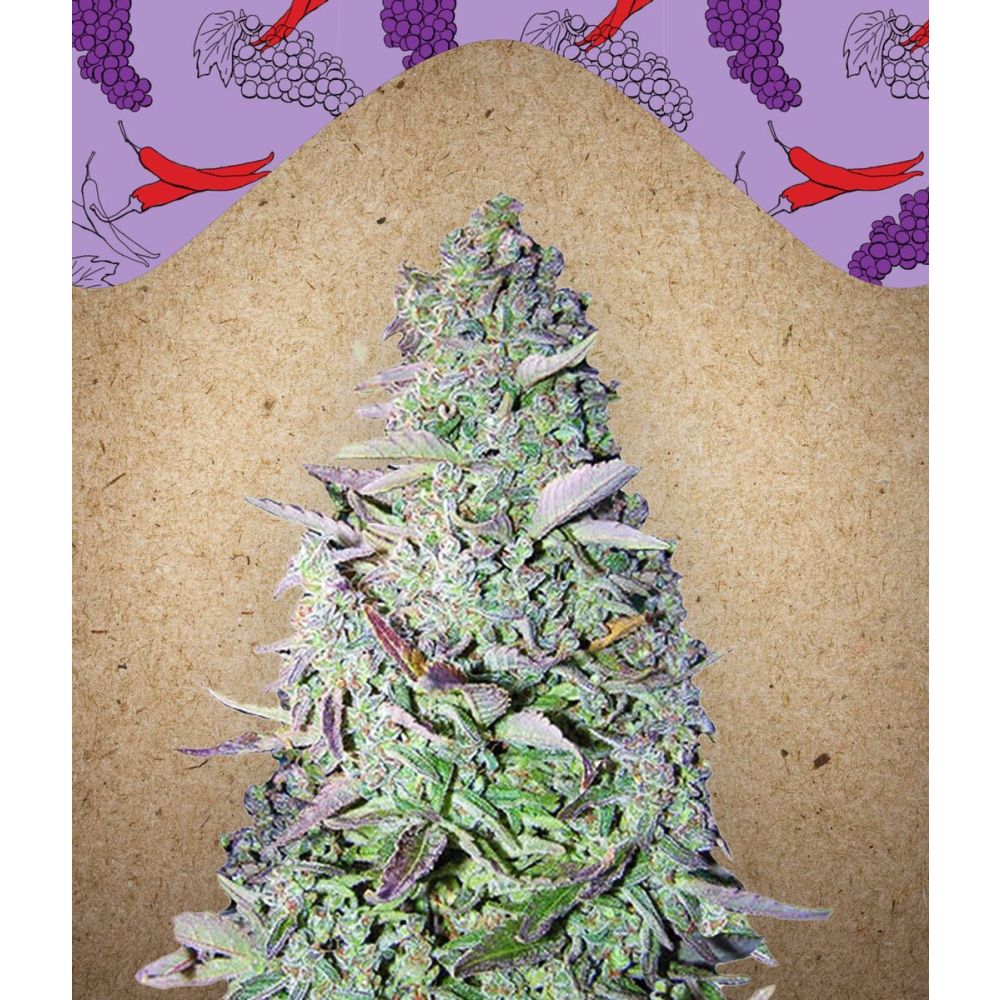 Female Seed White Purple Maroc Feminisierte Hanfsamen