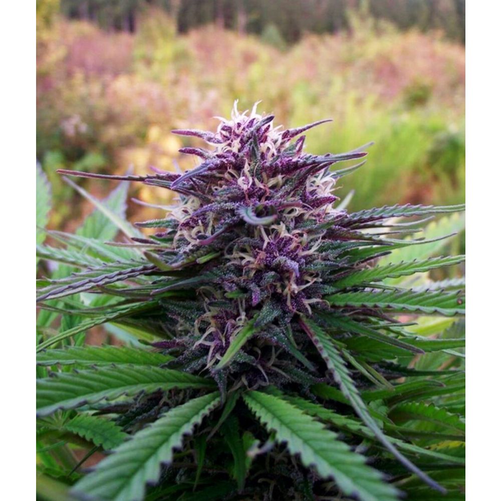 Female Seed White Purple Maroc Feminisierte Hanfsamen