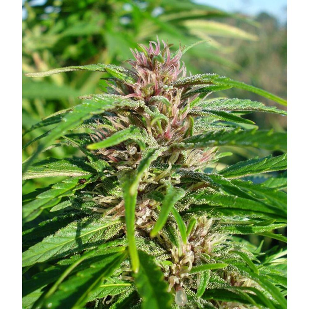 Female Seed White Purple Maroc Feminisierte Hanfsamen