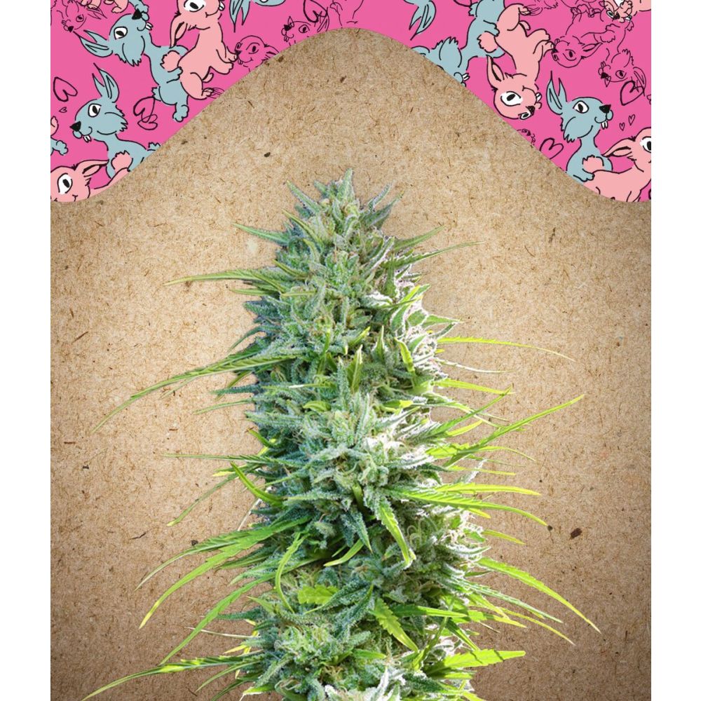 Female Seeds SexBud Feminisierte Hanfsamen