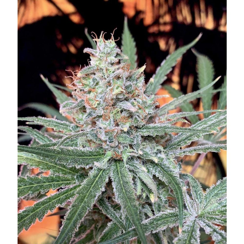 Female Seeds SexBud Feminisierte Hanfsamen