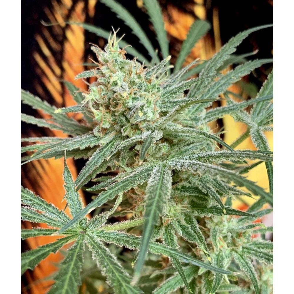 Female Seeds SexBud Feminisierte Hanfsamen