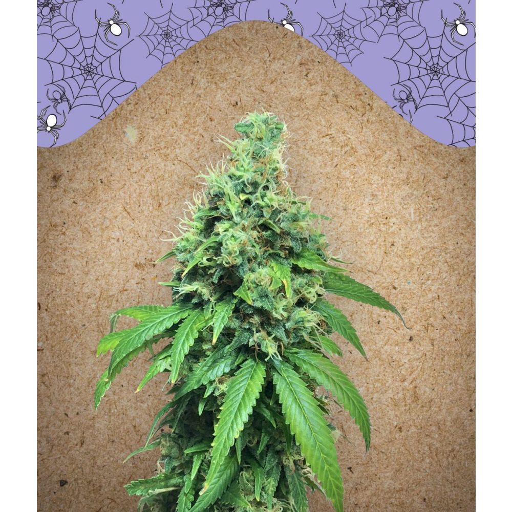 Female Seed White Widow x Big Bud Feminisierte Hanfsamen