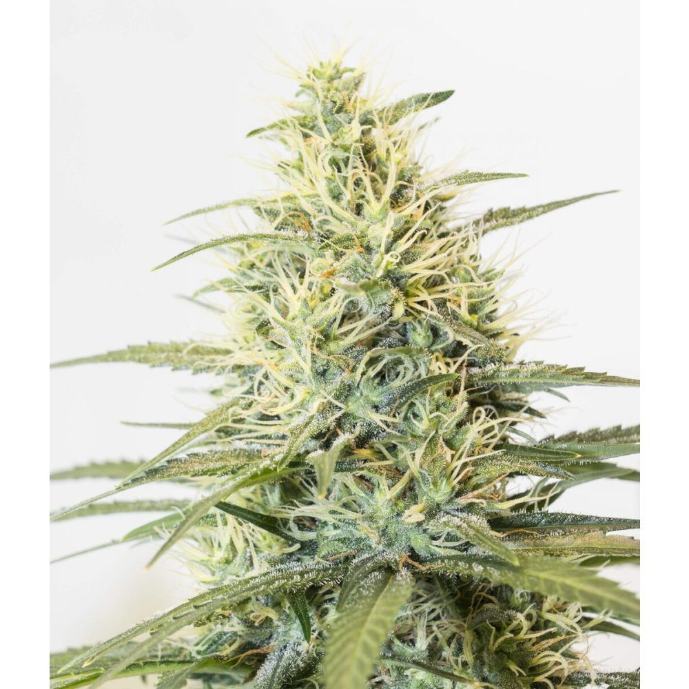 Female Seed White Widow x Big Bud Feminisierte Hanfsamen