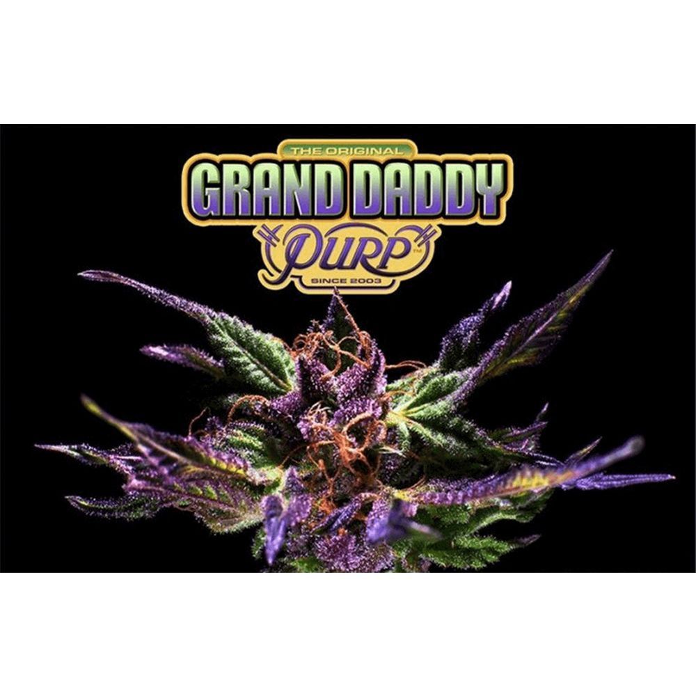 Grand Daddy Genetics Grand Daddy Purple Reguläre Hanfsamen Blüte