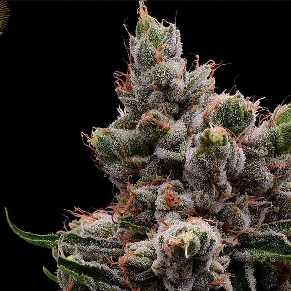 Green Bodhi Skywalker 78 Feminisierte Hanfsamen