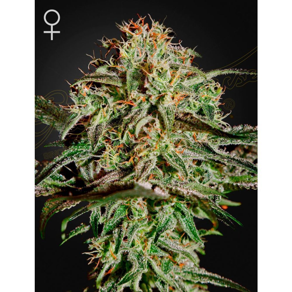 Greenhouse Seeds A.M.S. feminisierte Hanfsamen
