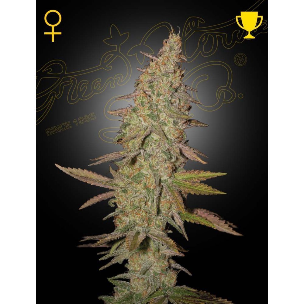 Greenhouse Seeds Arjan's Ultra Haze 1 feminisierte Hanfsamen