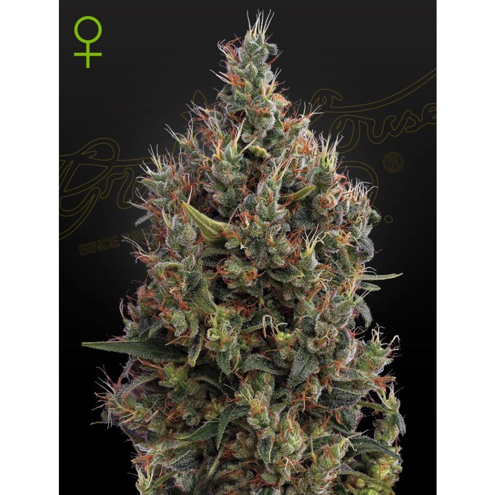 Greenhouse Seeds Big Bang automatic Hanfsamen