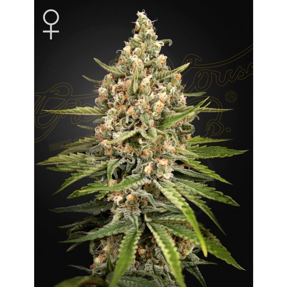 Greenhouse Seeds Bubba Slush feminisierte Hanfsamen