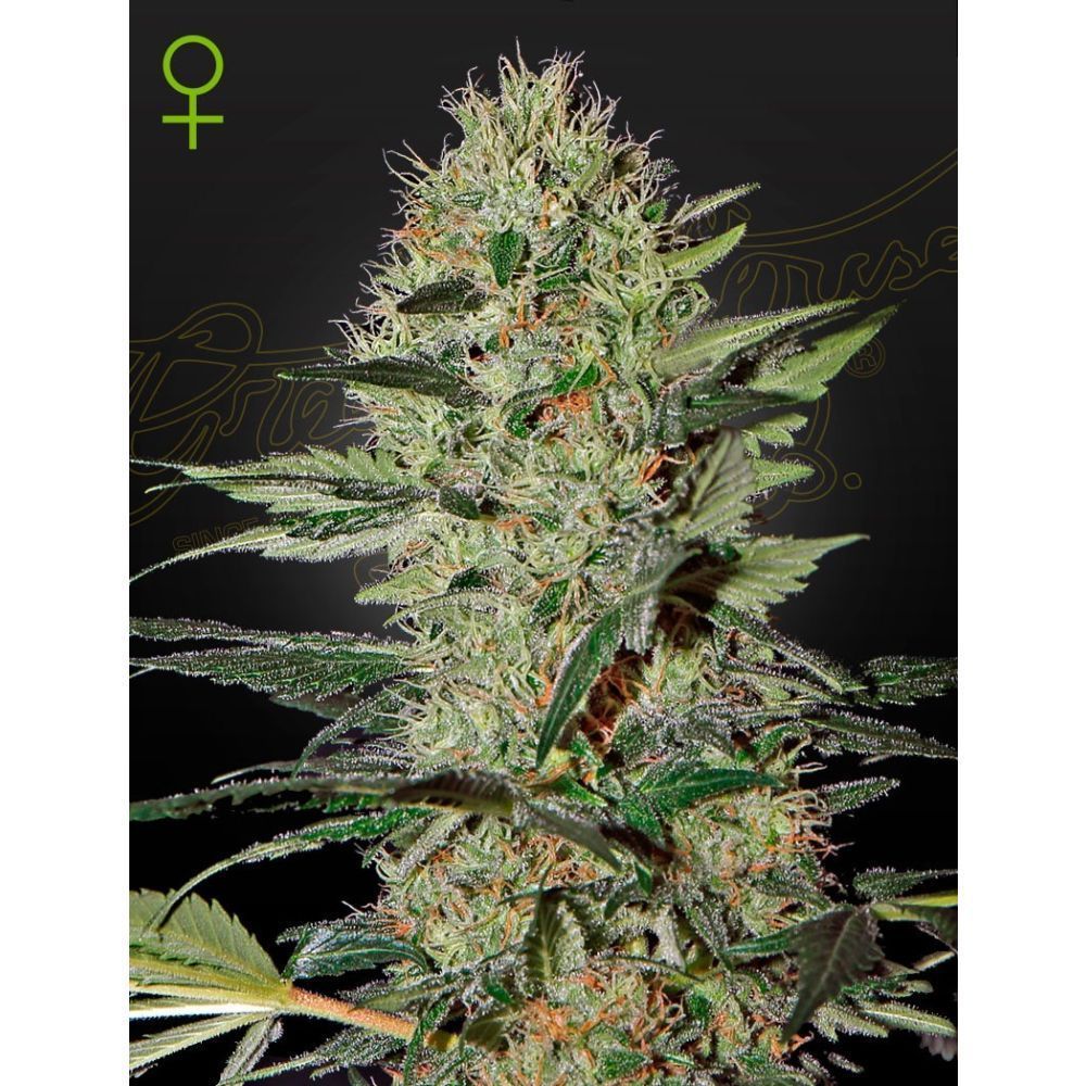 Greenhouse Seeds Exodus Cheese feminisierte Hanfsamen