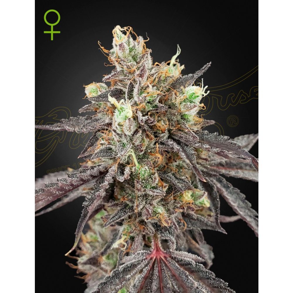 Greenhouse Seeds Gelato 41 x Gelato 41 automatic Hanfsamen