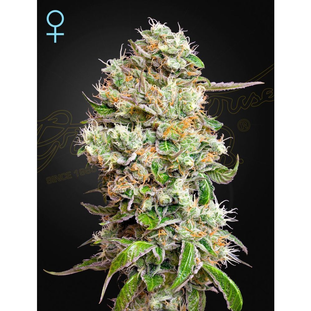 Greenhouse Seeds King's Kush CBD automatic Hanfsamen