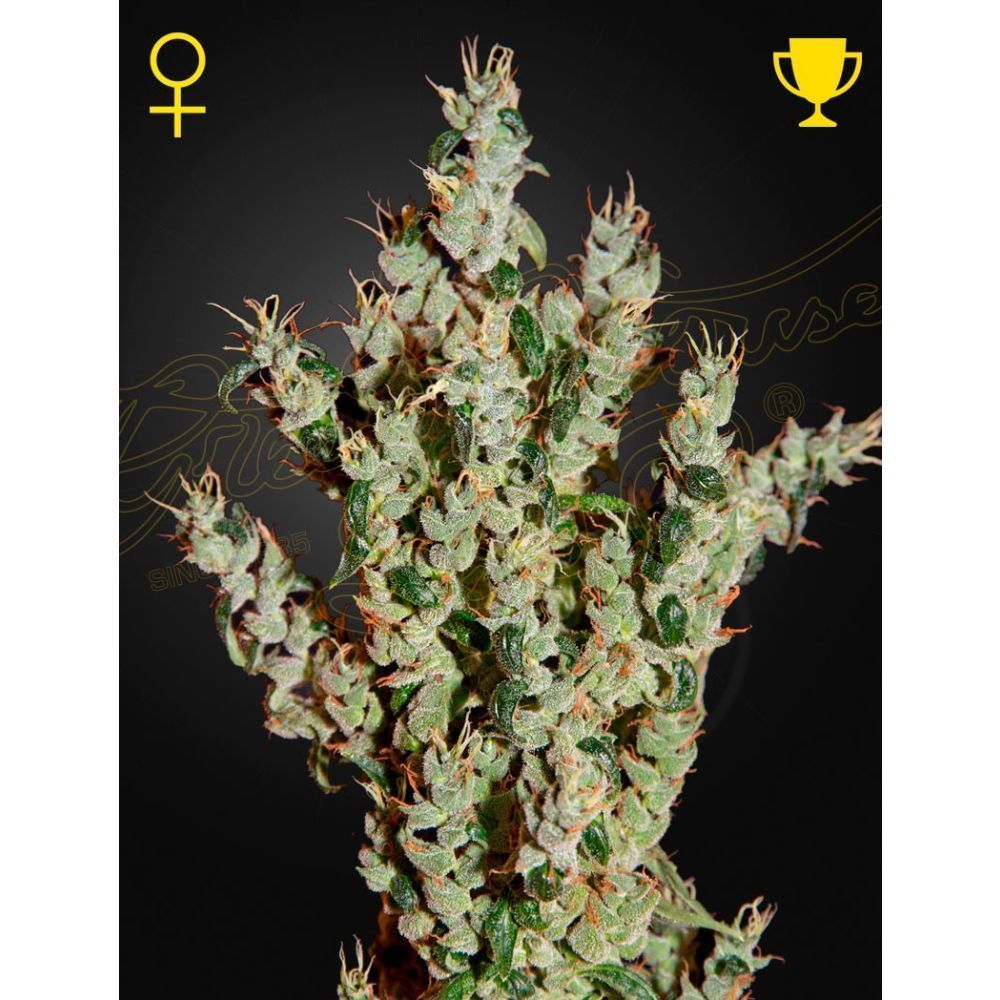 Greenhouse Seeds NL5 Haze Mist feminisierte Hanfsamen