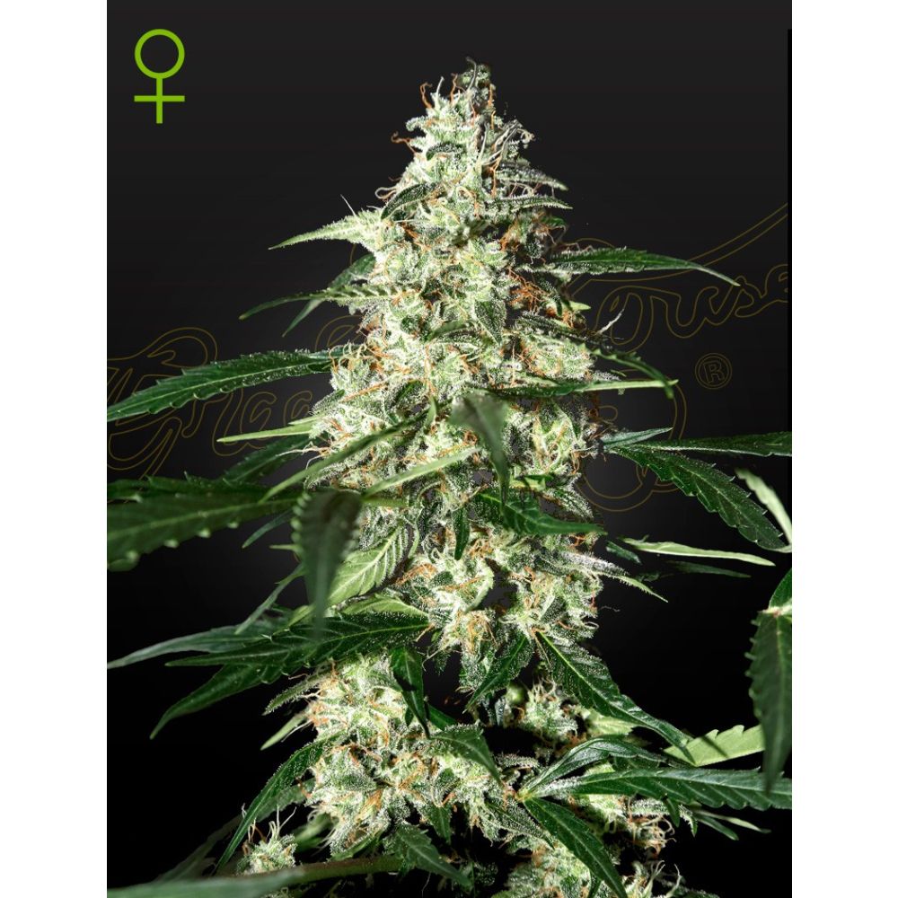 Greenhouse Seeds Skunk automatic Hanfsamen Blüte