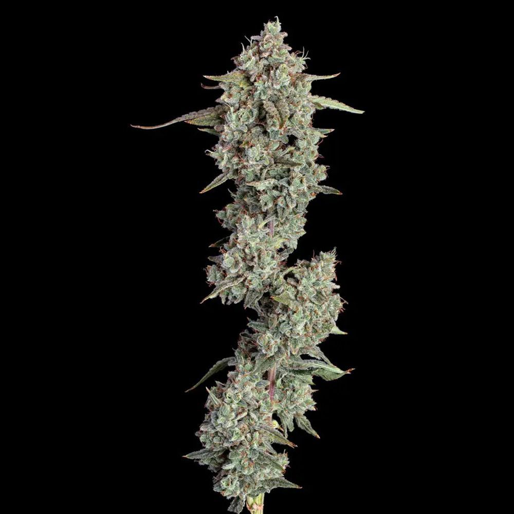 Happy Valley Genetics Everglades OG Auto Automatic Hanfsamen Blüte