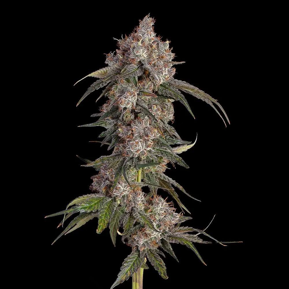 Happy Valley Genetics Game Over Feminisierte Hanfsamen Cannabisblüte
