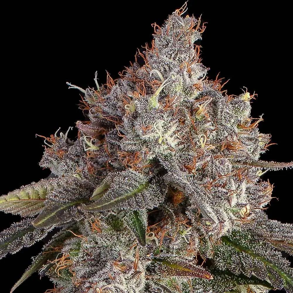 Happy Valley Genetics Game Over Feminisierte Hanfsamen Cannabisblüte