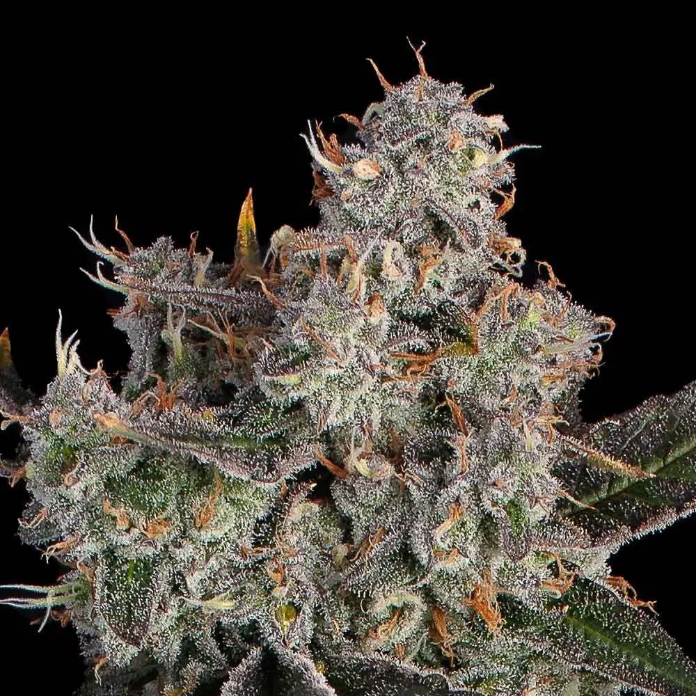 Happy Valley Genetics Knockout Feminisierte Hanfsamen Cannabisblüte