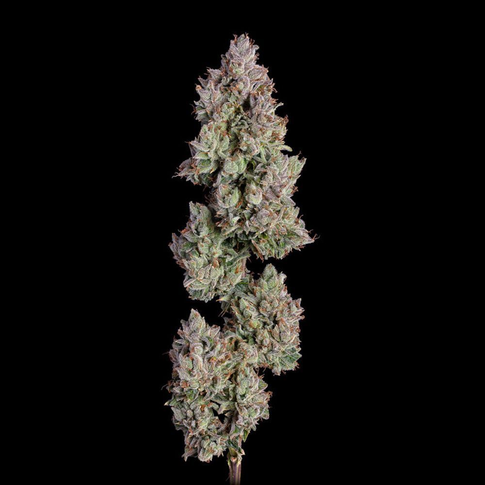 Happy Valley Genetics Oh My Thai Automatic Hanfsamen Blüte