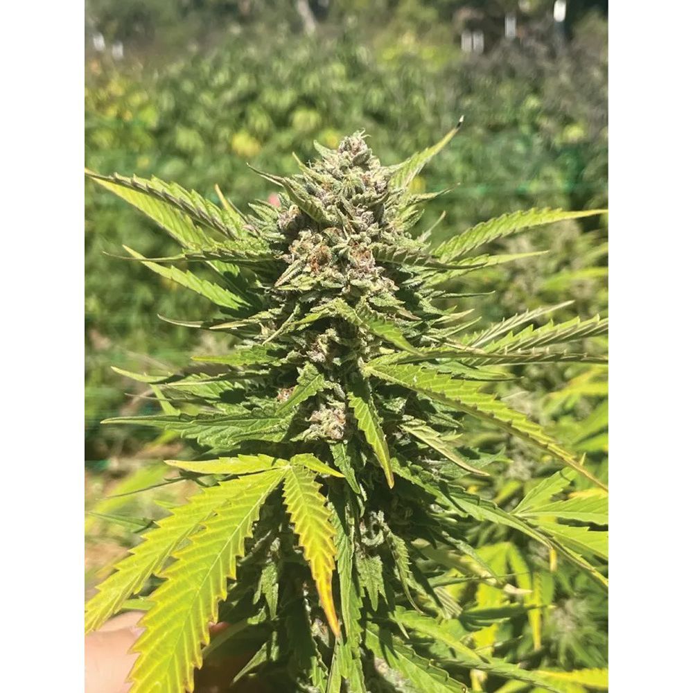 Humboldt Seeds Banana Melt Feminisierte Hanfsamen Cannabisblüte