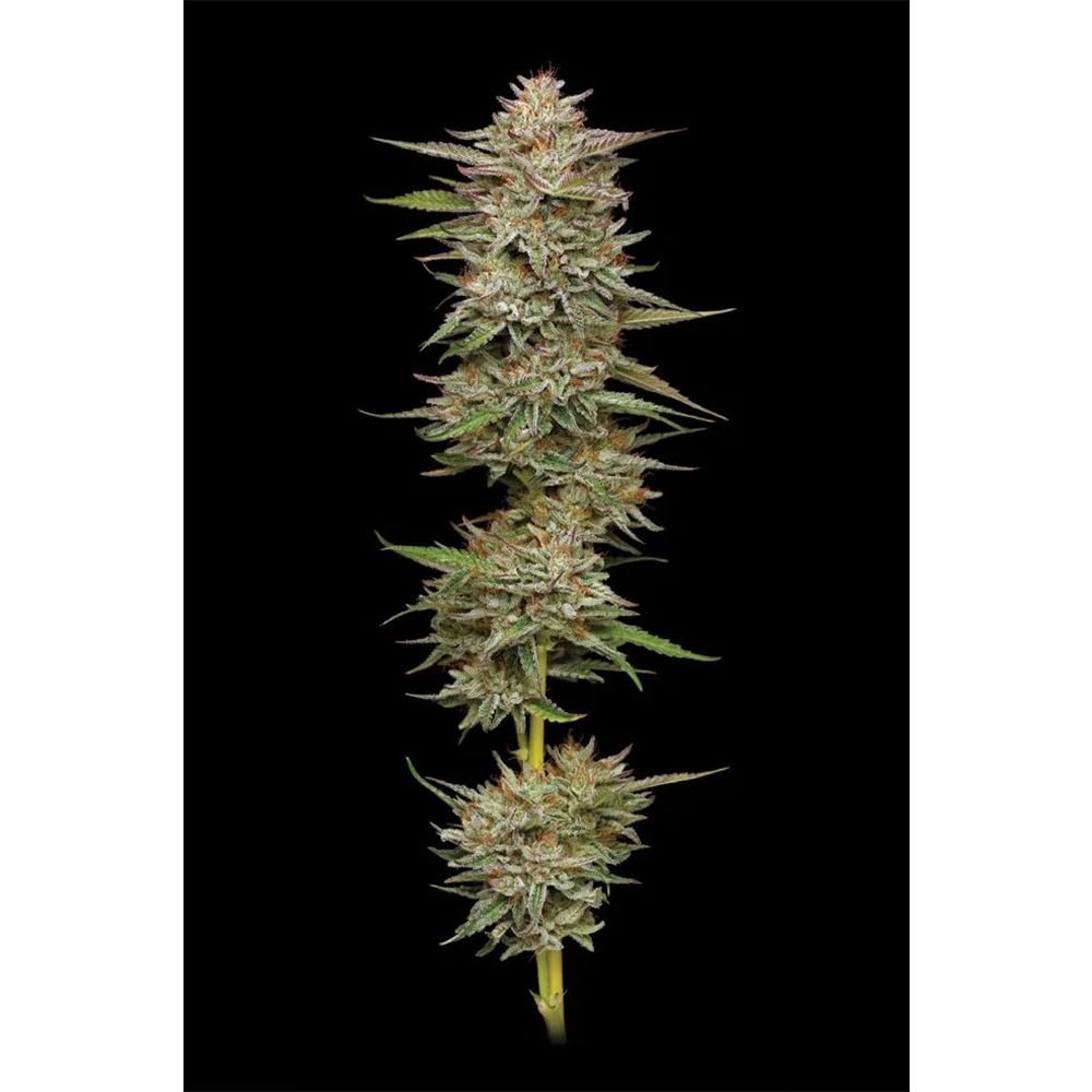 Humboldt Seeds Banana OG Feminisierte Hanfsamen Cannabisblüte