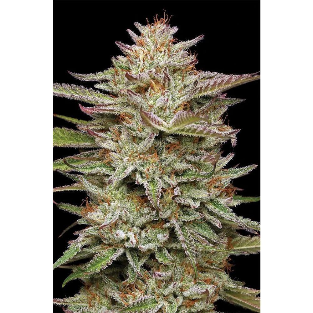 Humboldt Seeds Banana OG Feminisierte Hanfsamen Cannabisblüte