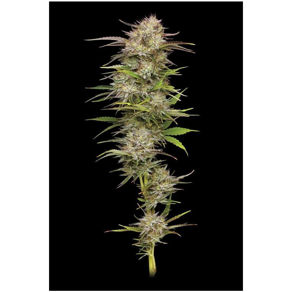 Humboldt Seed Co California Haze Feminisierte Hanfsamen Cannabisblüte