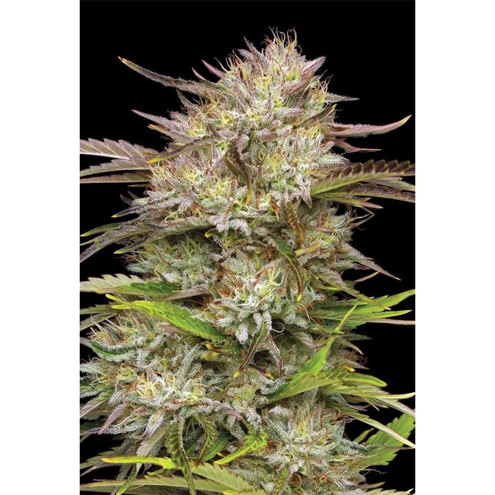 Humboldt Seed Co California Haze Feminisierte Hanfsamen Cannabisblüte