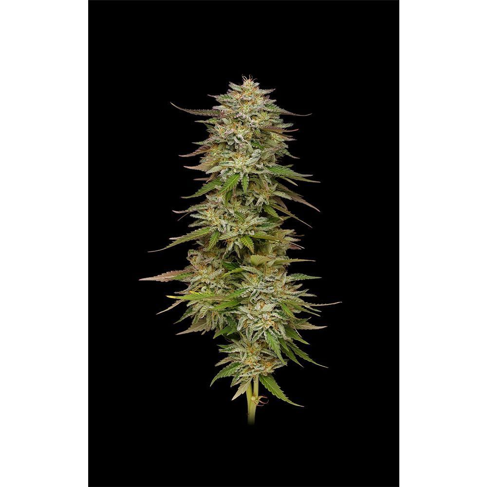 Humboldt Seed Co Golden Sands Feminisierte Hanfsamen Cannabisblüte