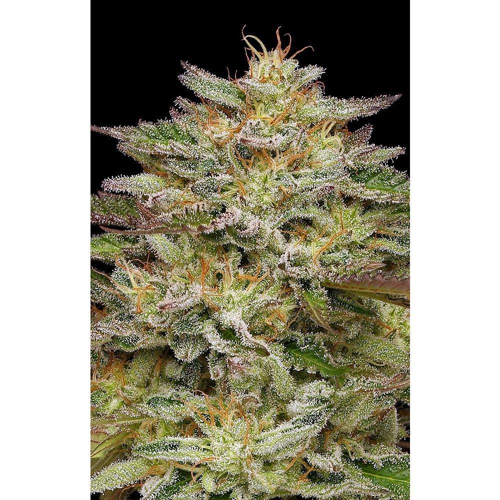 Humboldt Seed Co Golden Sands Feminisierte Hanfsamen Cannabisblüte