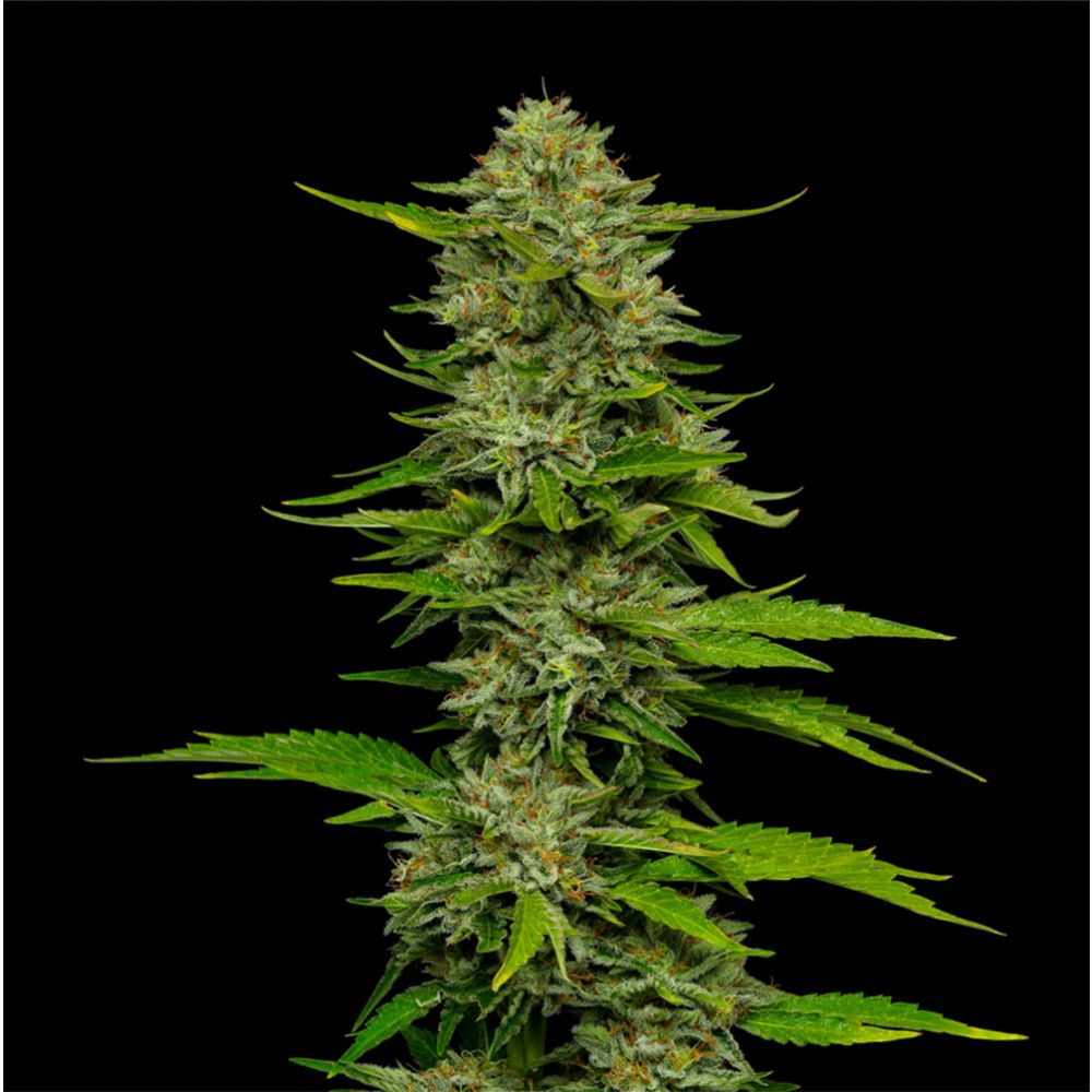 Humboldt Seeds Co One Love Sativa Feminisierte Hanfsamen Cannabis Blüte