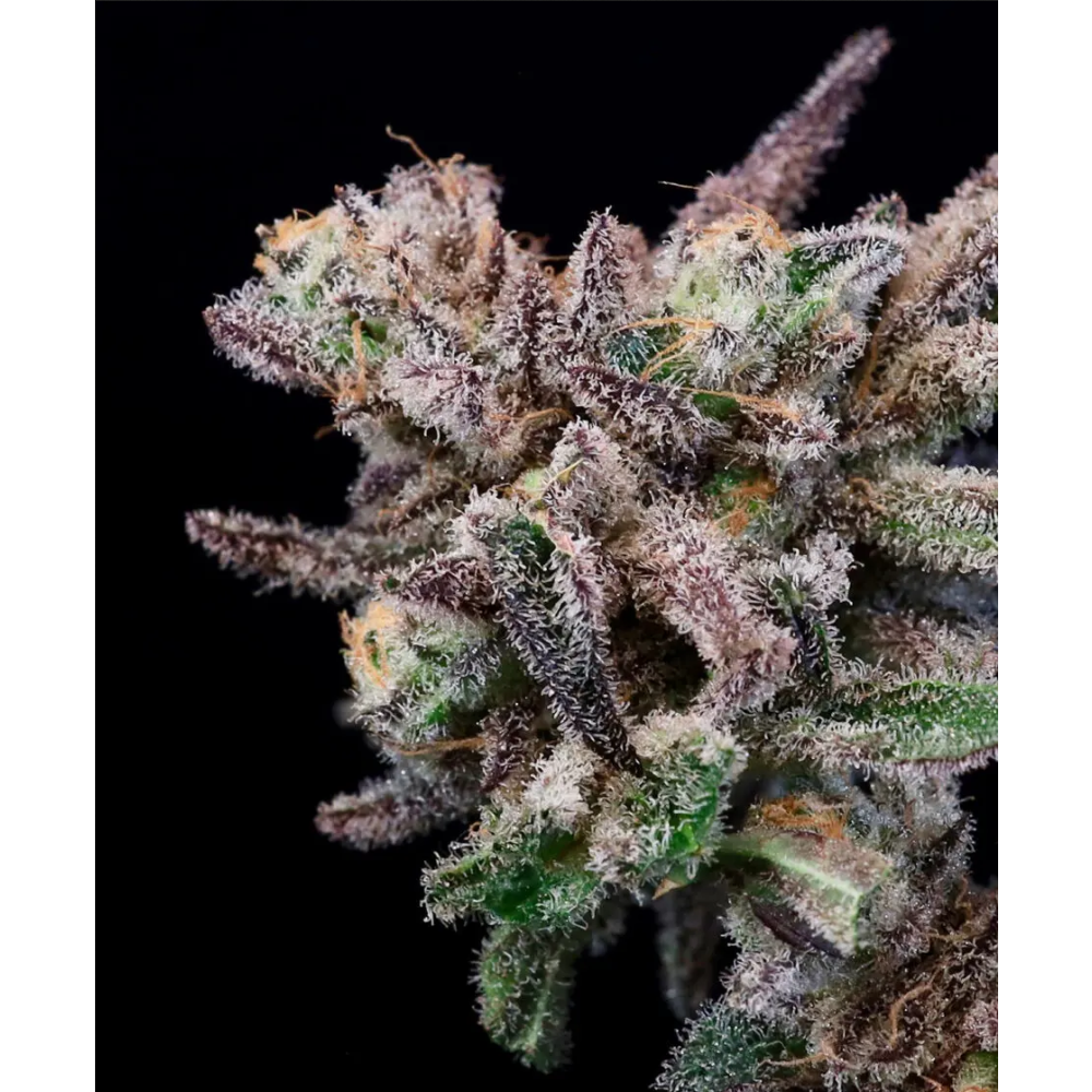 Atlas Seeds Iced Sangria Feminisierte Hanfsamenn