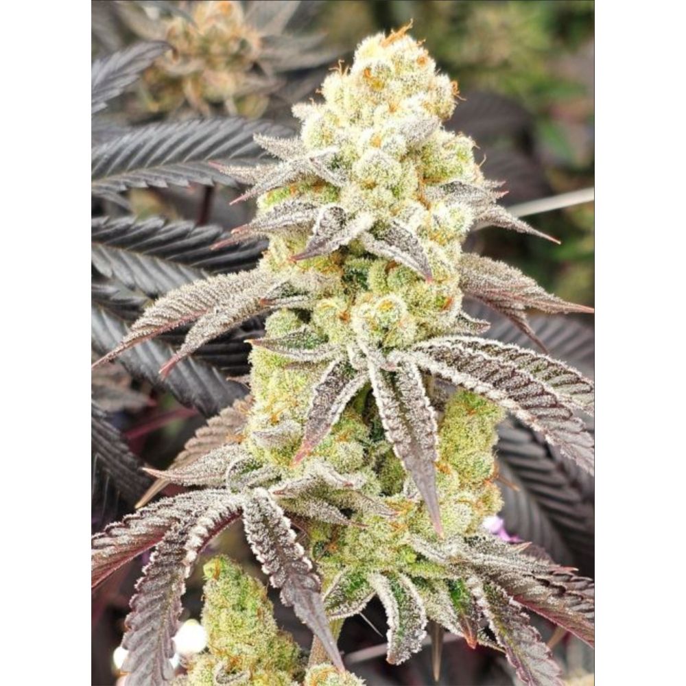 In House Genetics Aurelium Feminisierte Hanfsamen Blüte