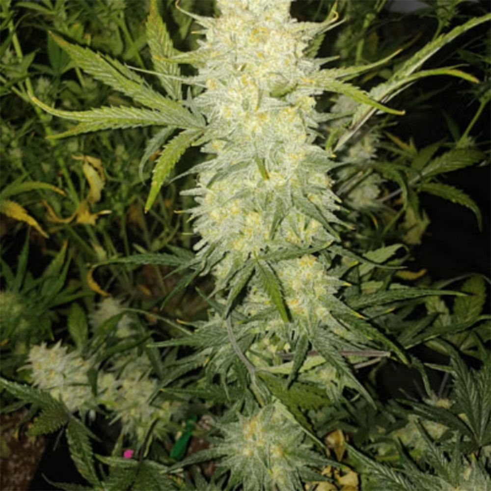In House Genetics Bananacane Feminisierte Hanfsamen Blüte