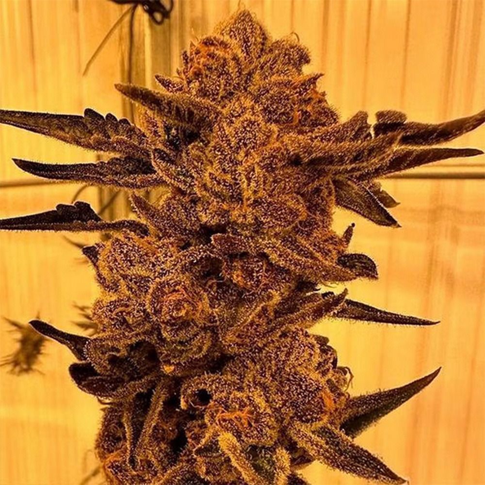 In House Genetics Black Cherry Flambe Feminisierte Hanfsamen Blüte