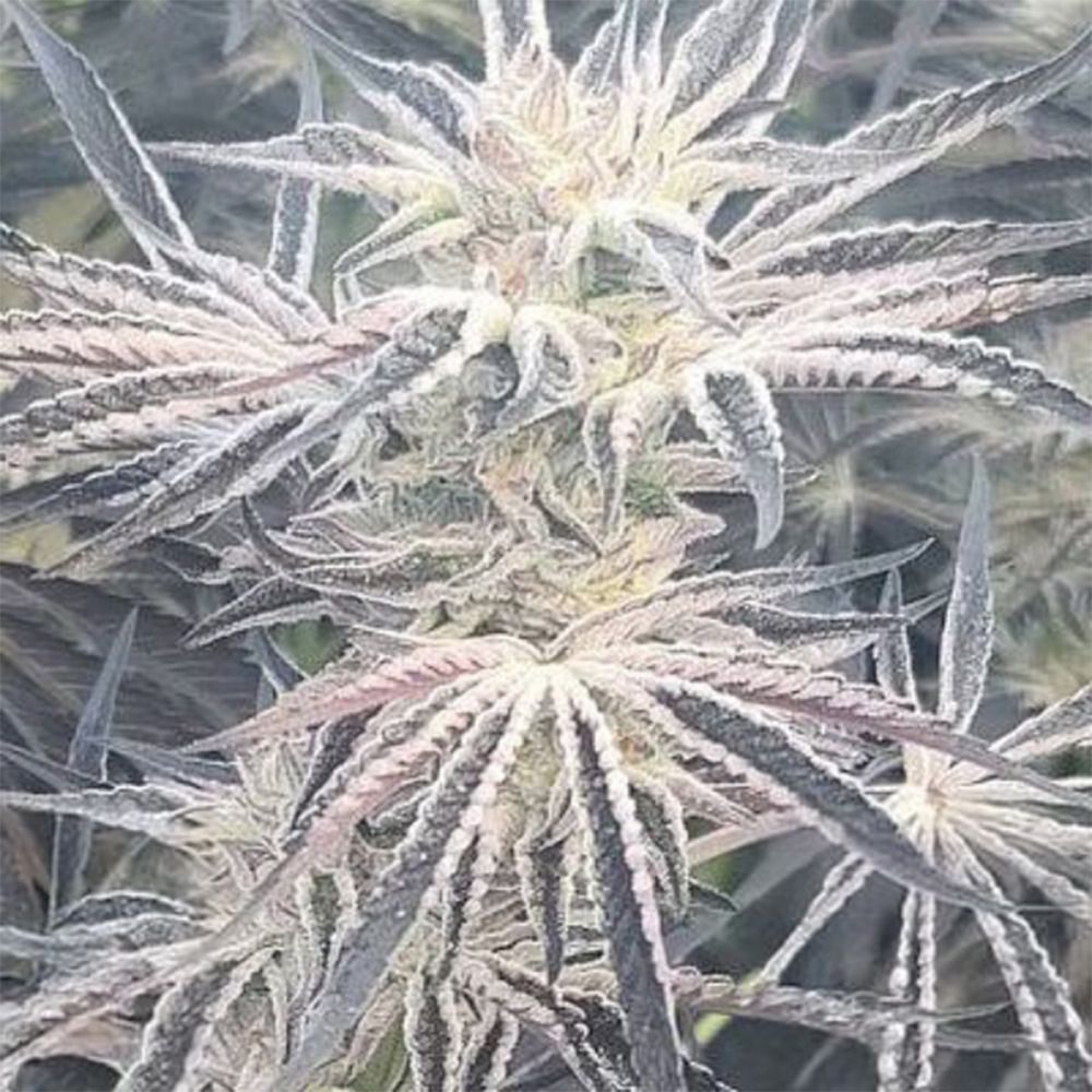 In House Genetics Deluxe Sugarcane Feminisierte Hanfsamen Blüte