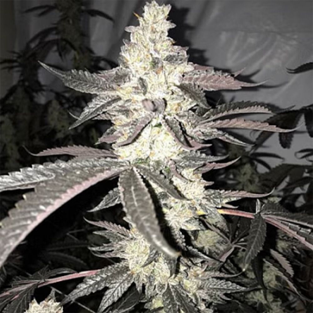 In House Genetics Dolato S1 Feminisierte Hanfsamen Blüte