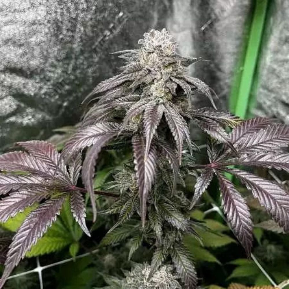 In House Genetics Garlic Storm Feminisierte Hanfsamen Blüte