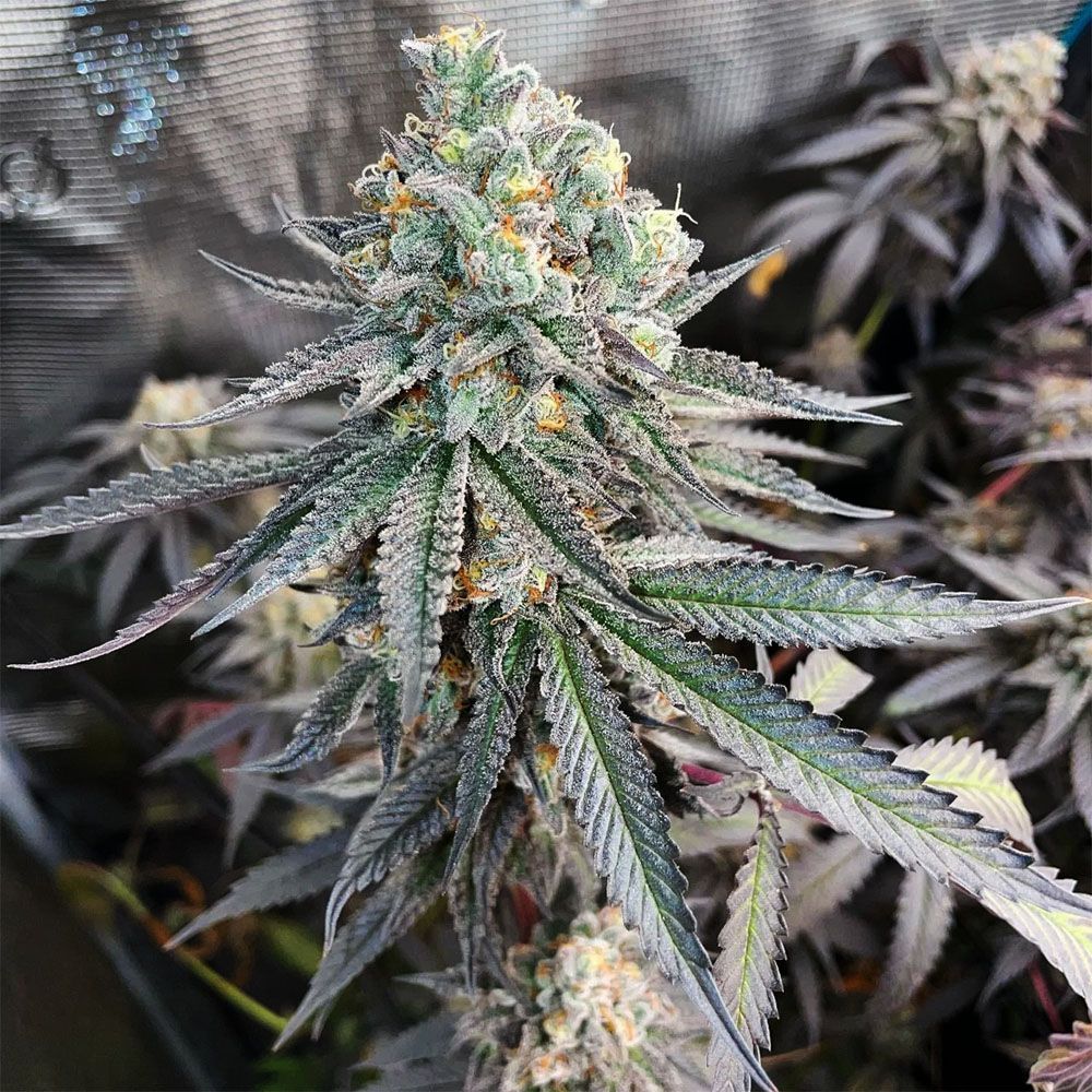 In House Genetics Jellysickle Feminisierte Hanfsamen Blüte